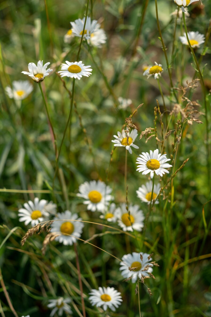 kelly thomas naturopathe la naturopathie